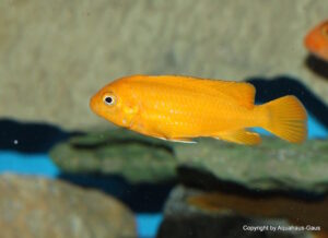 Metriaclima sp. 'msobo' Pombo Rocks